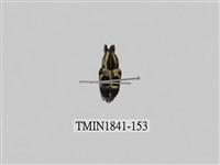 藏品(菲律賓產昆蟲)的圖片